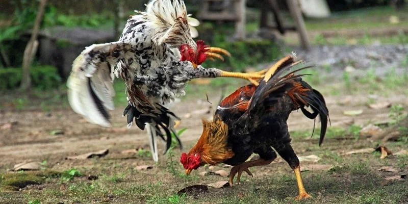 Đá Gà Campuchia – Sự Kết Hợp Độc Đáo Giữa Lòng NK88