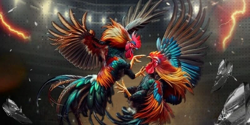 Một vài thể loại phổ biến nhất trên sảnh đá gà NK88