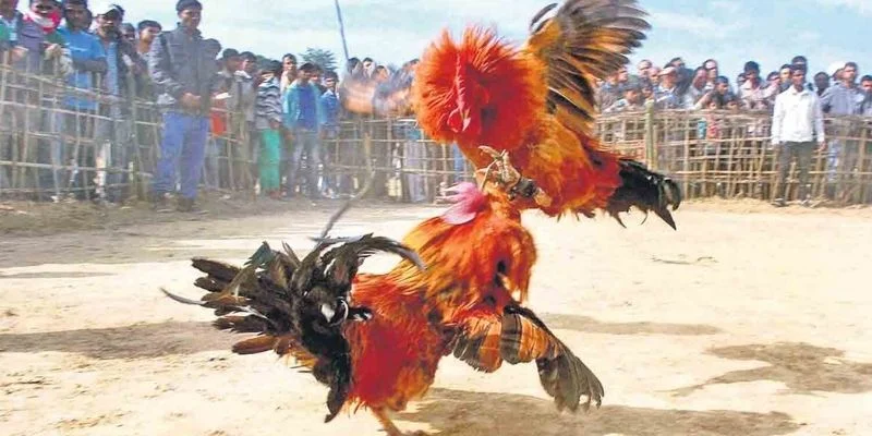 Đá Gà C1 - Mảnh Đất Của Các Chiến Kê Dũng Mãnh Ở NK88 4 Quy tắc tham gia đặt cược đá gà C1 tại hệ thống nhà cái NK88